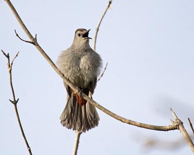 gray catbird 1592