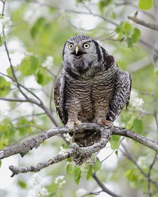 northern hawk owl 9929