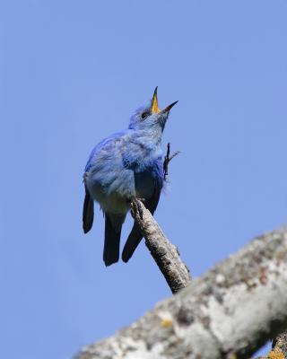 mountain bluebird 2816