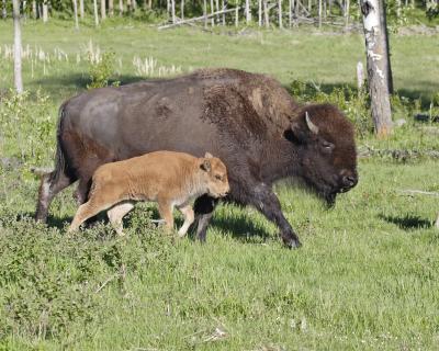 bison 0560