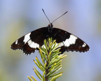 white admiral 3384