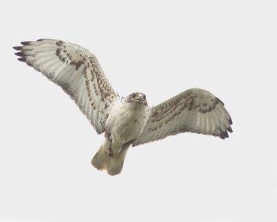 ferruginous hawk 4090