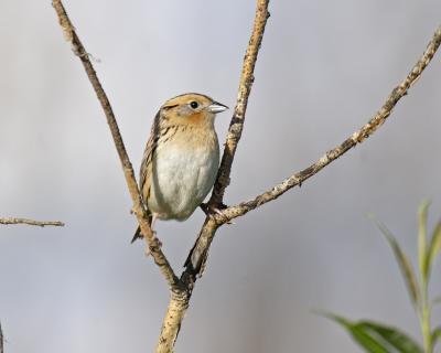 leconte's sparrow 3464
