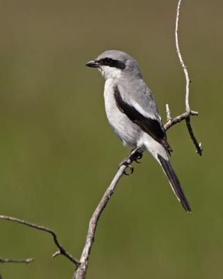 loggerhead shrike 3730
