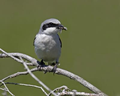 loggerhead shrike 3758