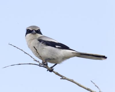 loggerhead shrike 3868