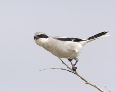 loggerhead shrike 4163