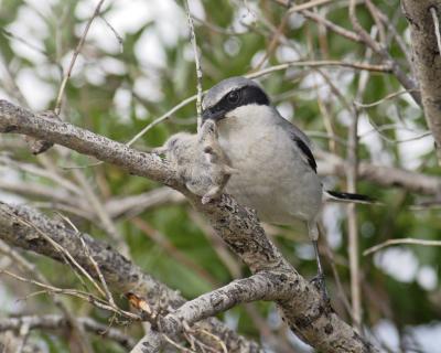 loggerhead shrike 4219