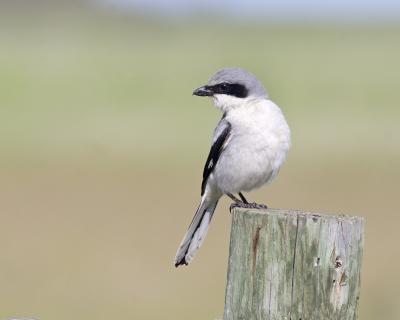 loggerhead shrike 4235