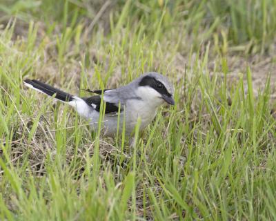 loggerhead shrike 4278