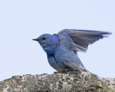 mountain bluebird 3597