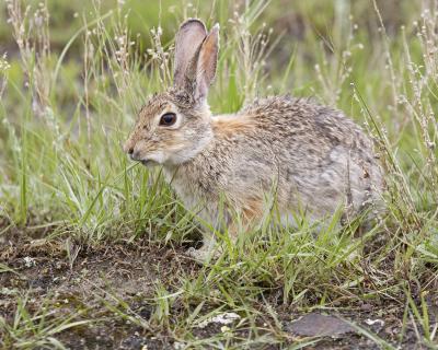 mountain cottontail 4014
