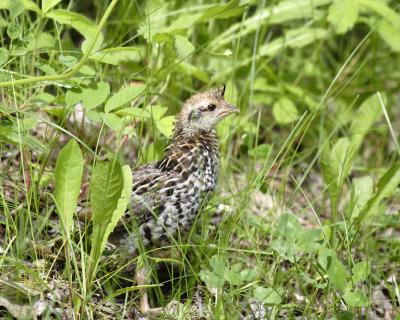 ruffed grouse 3343