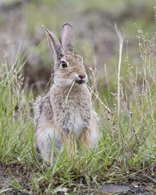 mountain cottontail 4019