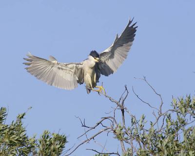 black-crowned night-heron 8616