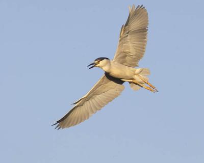 black-crowned night-heron 8680