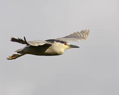 black-crowned night-heron 8779