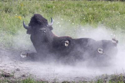bison 8209