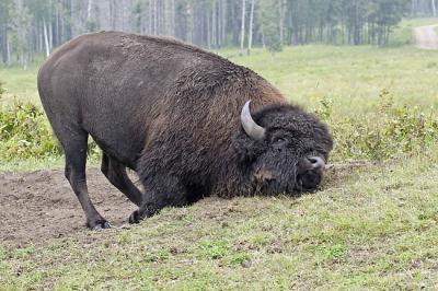 bison 9276
