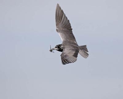 black tern 6178