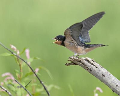 barn swallow 5021