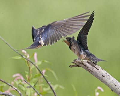 barn swallow 5025