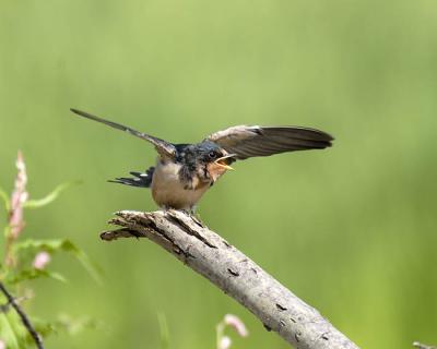 barn swallow 5054