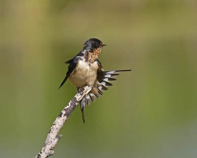 barn swallow 5094