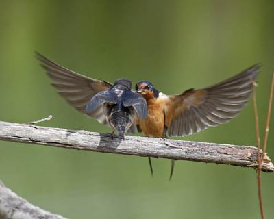 barn swallow 5137