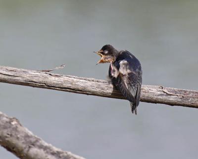 barn swallow 5155