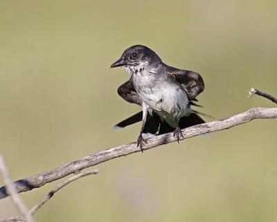 eastern kingbird 5663
