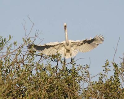 great egret 8002