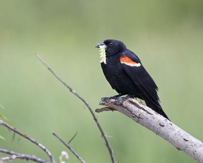 red-winged blackbird 5122
