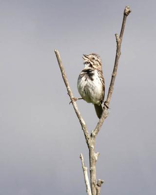 song sparrow 5298
