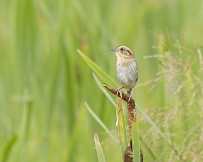 nelson's sharp-tailed sparrow 6692