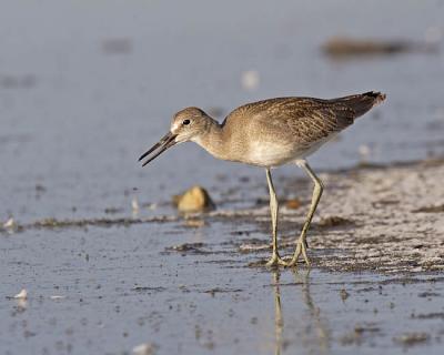 willet 6846