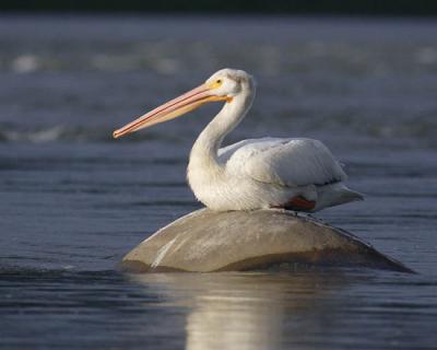 american white pelican 1125