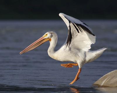 american white pelican 1127