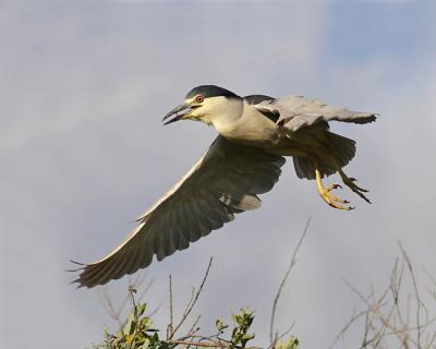 black-crowned night-heron 8769