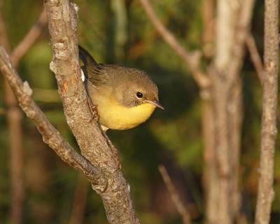 common yellowthroat 1059