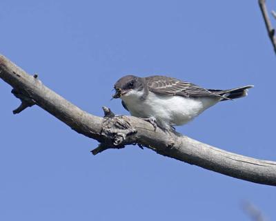 eastern kingbird 0003