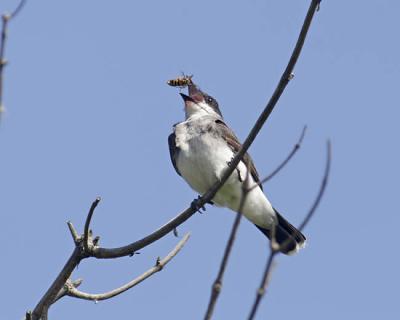 eastern kingbird 0035