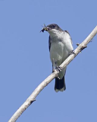 eastern kingbird 0071