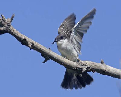 eastern kingbird 9732