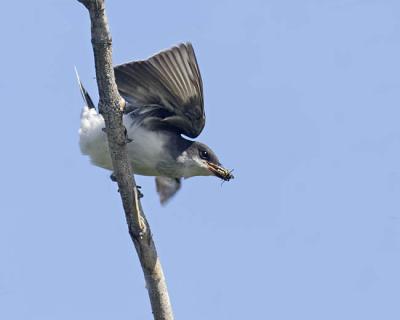 eastern kingbird 9977