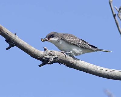 eastern kingbird 9998