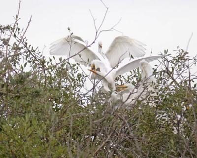 great egret 1627