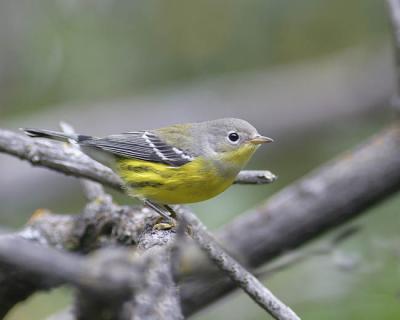 magnolia warbler 1102