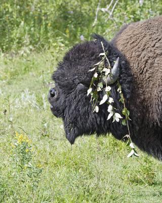 bison 8352