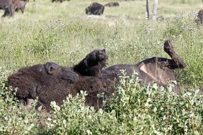 bison 8425